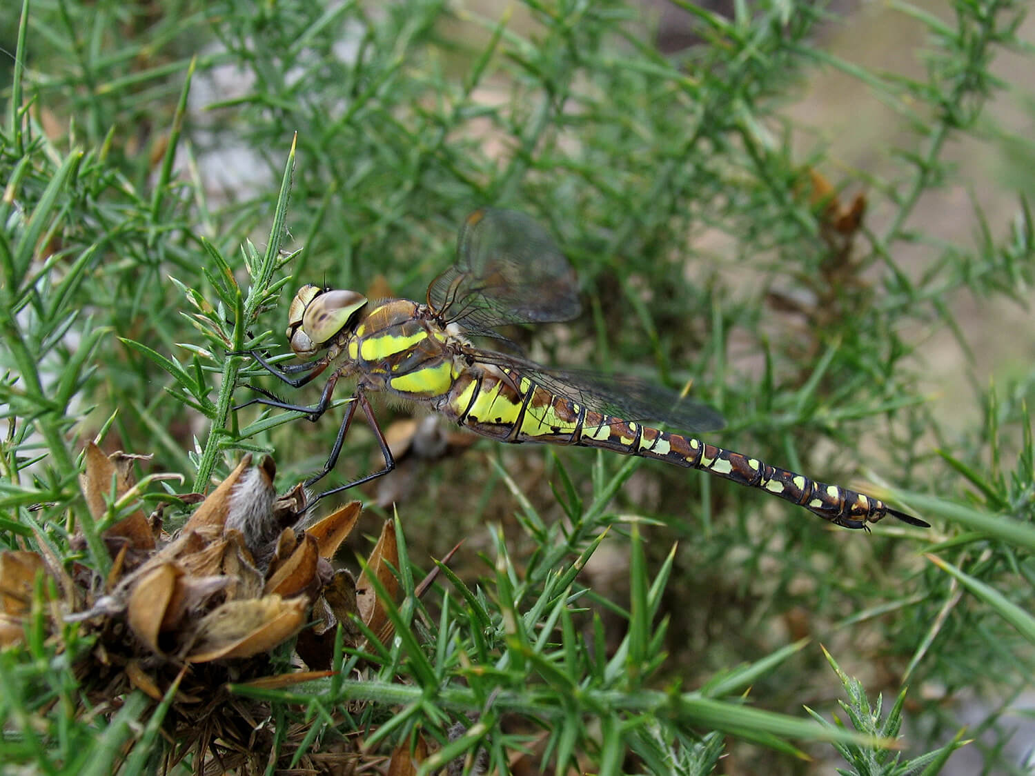 Female Aeshna mixta by David Kitching